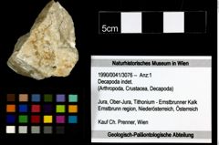 Foto (Objekt + Etiketten) von Decapoda indet. 